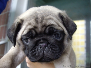 продаю щенков породы мопс #29512