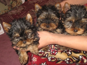 Щенки йорк терьера! #29994