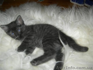 Подарю котят,  антикризисных. #34678