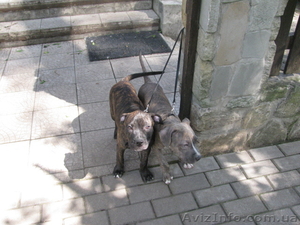 Щенки амстаффа! #21428