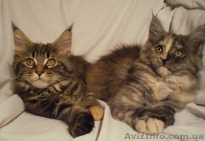Распродажа котят мейн кун,  Донецк #30216