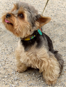 йорКККККи МММММилашки #27631