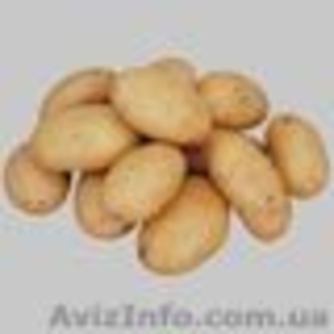 Фермерское Хозяйство Хер. Обл. реализует урожай 2010 г #31544