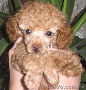 Продаютя щенки той-пуделя #30564