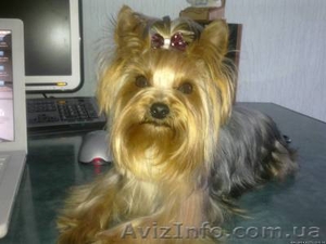 вязка МИНИ йоркширский терьеров #28461