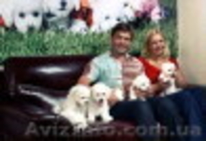 Питомник Бишон-Фризе 