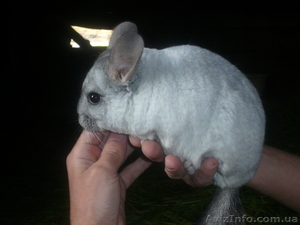 Шиншилла продам #33689
