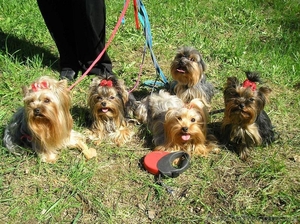 Предлагается Йоркширский терьер #31284