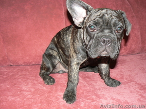 подрощенные французские бульдоги #35197