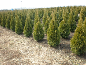 Продам растения (вся Украина) #32662