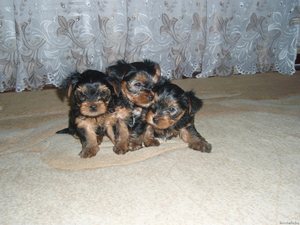 Щенки Йоркширского терьера с доставкой #30338