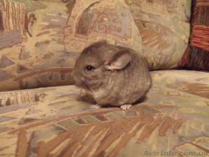 Шиншиллы продам #28166