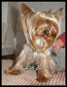 Стрижка  собак,  стрижка кошек г. Днепропетровск #35347