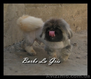 Cтрижка и тримминг собак #30827