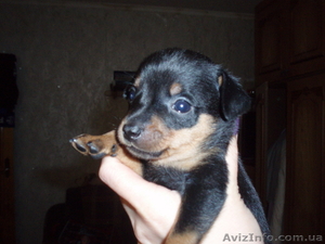продам щенков русский той-терьер #29569