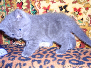 продам котенка скотиш-страйта #28749