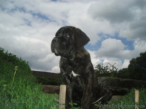 кане-корсо щенки #32804