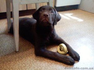 Щенки породы лабрадор ретривер шоколадного окраса. #27144