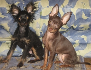 Русский той гладкошерстный и длинношерстный #29729