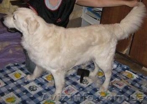 Тримминг,  стрижка собак. Днепропетровск #25100