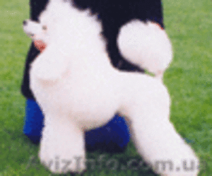 Карликовые и той пудели Украины! #31003