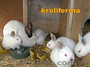 Мясные скороспелые кролики #36652
