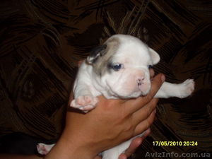 щеночки французские бульдожки #35042