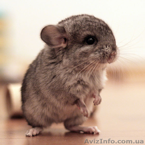 Продам Шиншилл 300грн #29163