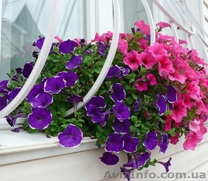 Сурфиния,  петуния,  бегония,  цветы для клумб 096 221-57-77 #32318