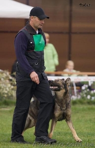 Щенки немецкой овчарки рабочего разведения #34265