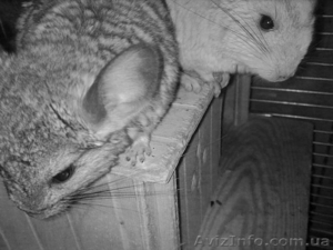 Продам двух шиншилл. #31791