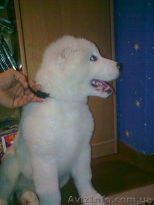 Продам щенка породы туркменский алабай #44033