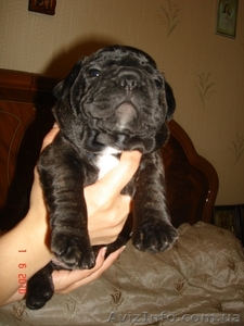 Продам щенков французского бульдога #40581