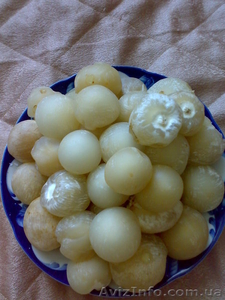 Веселка обыкновенная #42757