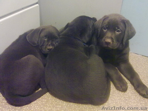Продаются элитные щенки лабрадора,  редкий шоколадный окрас,  Шоу класса #39042