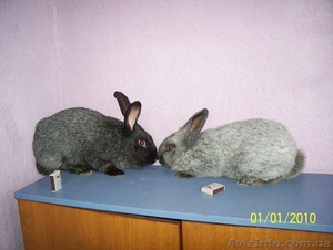 кролики серебристой породы #38921