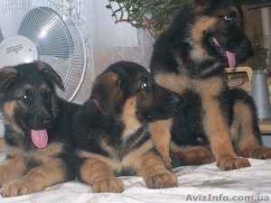 Отличные щенки немецкой овчарки #43083