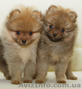 Померанский шпий,  щенки #40162