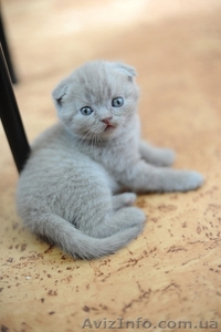 шотландский котенок #44374