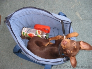 сумка для собачки  #44740