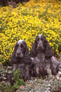 щенки русского спаниеля #45077