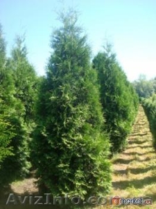 продам туи смарагд #44059