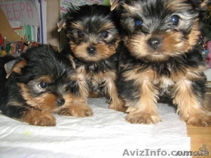 ПРОДАМ  ЩЕНКОВ ЙОРКШИРСКОГО ТЕРЬЕРА!!! #40804