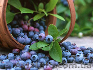 Черника. Свежые лесные ягоды #46447