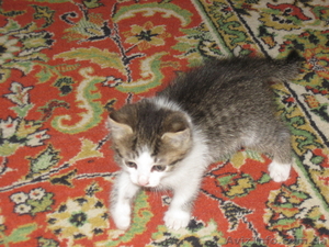 Срочно в хорошие руки #45862