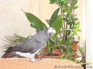 Куплю жако аллохвостого #44838