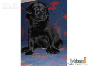 щенки лабрадора-ретривера #43877