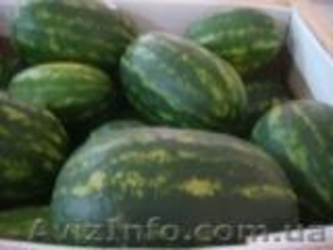 Экологически чистый арбуз из Туниса #42912