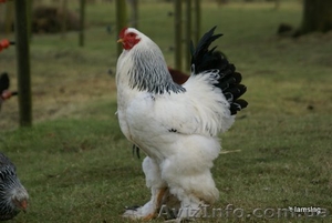 Цыплята брама,  кохинхин,  орпингтон #39044