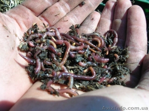 Семинары по обучению технологии переработки органики красным червем #46095